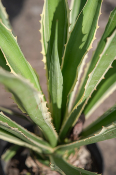 Agave Americana Variegata Alba - Viveros El Botánico | Plantas, Árboles y Todo para tu Jardín
