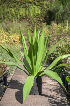 Beschorneria Yuccoides