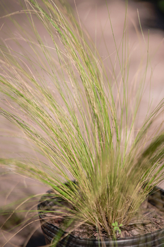 Stipa Tenuissima en internet
