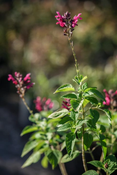 Salvia Involucrata en internet