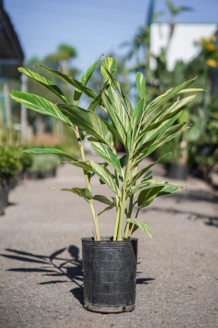 Alpinia Zerumbet Variegata - comprar online