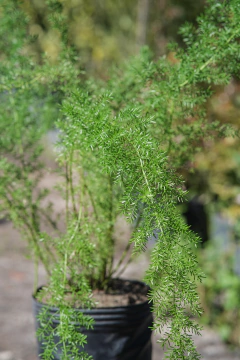 Asparagus Meyeri (Cola de Zorro) - tienda online