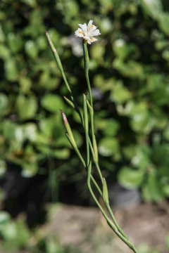 Dietis Vegeta (Brasilero) - Viveros El Botánico