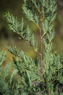 Cupressus Laylandii - comprar online