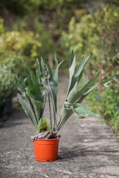Platycerium Alcicorne - comprar online