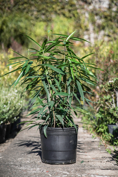 Ficus Ali