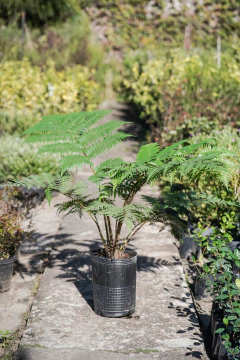 Helecho Alsophila Arboreo - tienda online