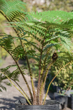 Helecho Alsophila Arboreo