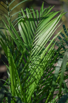 Areca (Dypsis Lutescens) - tienda online