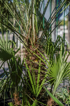 Chamaerops Humilis EJEMPLAR en internet