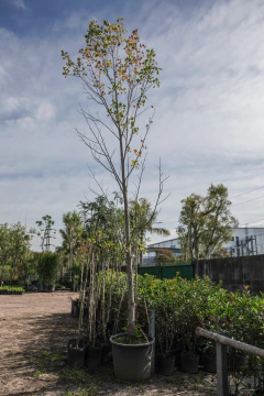 liriodendron tulipifera EJEMPLAR