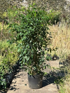 Ficus Benjamina