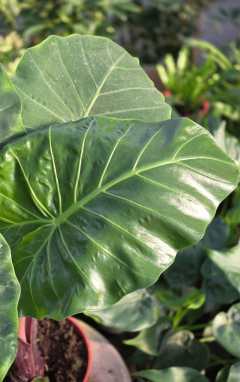 Alocasia Imperial Red en internet