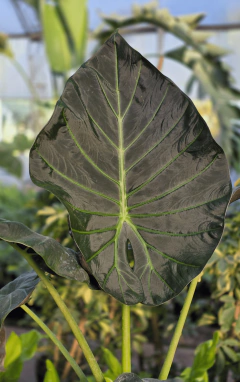 Alocasia Regal Shield en internet