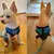 Tecido respirável malha trela do cão, macio e confortável pet harness, filhote de cachorro gato colete, colarinho, suprimentos para chihuahua, pug, buldogue. - comprar online