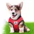 Tecido respirável malha trela do cão, macio e confortável pet harness, filhote de cachorro gato colete, colarinho, suprimentos para chihuahua, pug, buldogue. - loja online
