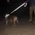 Correia de chumbo para cães e gatos, coleira de arnês, reflexão noturna, corda de reboque para animais, 1,2 m, 1,5 m, 1,8 m, corda de guarda para caminhar. - comprar online
