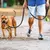 Correia de chumbo para cães e gatos, coleira de arnês, reflexão noturna, corda de reboque para animais, 1,2 m, 1,5 m, 1,8 m, corda de guarda para caminhar. - comprar online