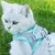 Arnês respirável e cinto conjunto para gatos, produtos para animais, acessórios, colar, colarinho, coisas, Home Supplies.