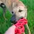 Brinquedo JW Holee Bone - loja online