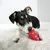 Kong Classic Medium - loja online