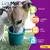 Yoggie Pot -Lickimat - comprar online