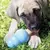 Kong Puppy Large - Doguinhos Club
