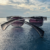 Hams Sunglasses Pecado Capital Unissex na internet