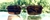 Hams Sunglasses Fatal Unissex - III na internet