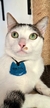 Tag para Pet - loja online