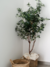Olivos - comprar online