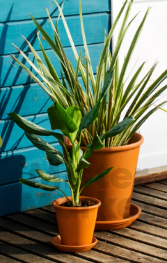 Maceta Terracota Barro Italiana Clasico Jardin Decoracion Blum en internet