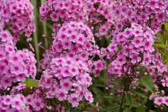 Semillas Flox Condor Huerta Cultivo Floral Eco en internet
