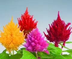 Semillas Penacho Celosia Plumosa Huerta Cultivo Floral Eco