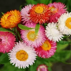 Semillas Siempre Viva Profesional Huerta Cultivo Floral Eco