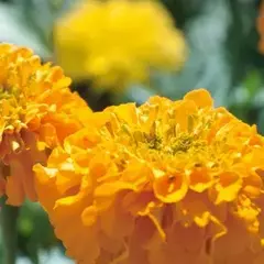 Semillas Copete Profesional Huerta Cultivo Floral Eco en internet