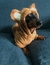 Buzo Hoodie Animal - comprar online
