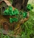 Casinha Árvore Verde