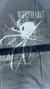 "SPIDER" Boxy - Negro - comprar online