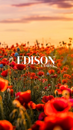 Banner de la categoría Productos