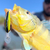 Isca Artificial Lucky Drop 75 7,5cm 13g - By Nelson Nakamura - Mahi Mahi Loja de Pesca