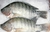 Mojarra chiapaneca