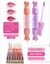 Lip Gloss Caramelo, Pink21 CS4568,
