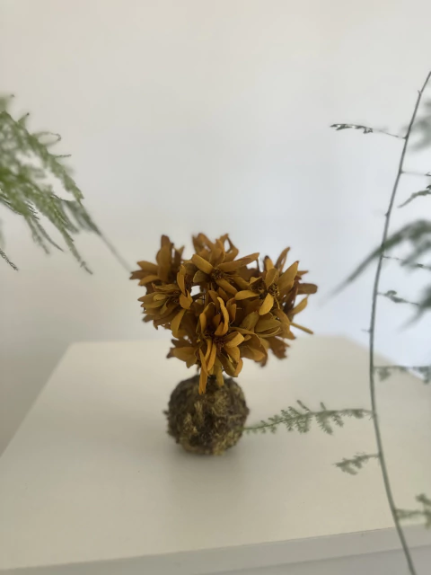 KOKEDAMA DESIDRATADA CONGEIA AMARELO MOSTARDA