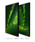 Dupla de Quadros Aloe Vera - loja online