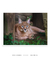 Quadro Decorativo Caracal - loja online