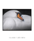 Quadro Decorativo Cisne Branco - Diego Grandi Foto e Arte - Quadros Decorativos