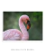 Quadro Decorativo Flamingo-pequeno - loja online
