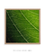 Quadro Decorativo Hortênsia I - loja online