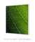 Quadro Decorativo Hortênsia I na internet